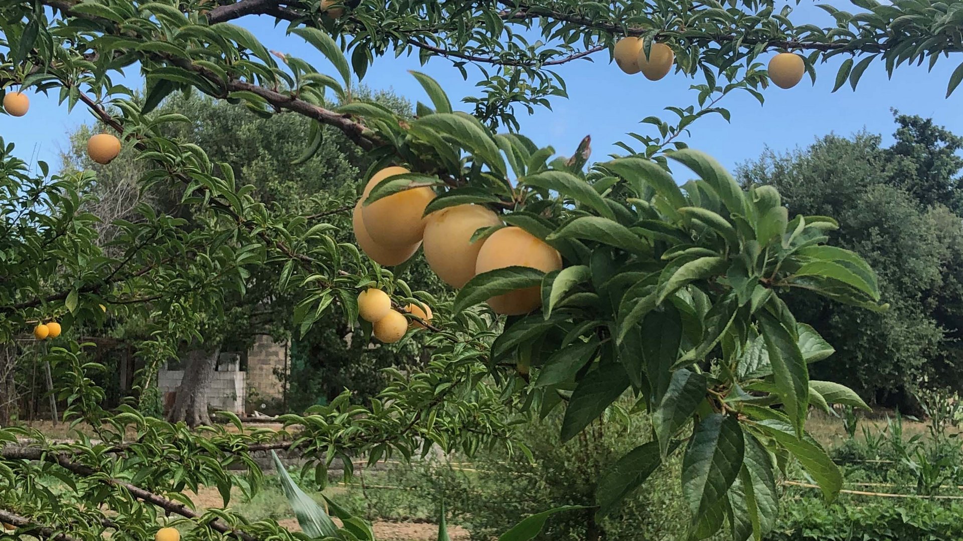 Hotel a 4 stelle nel Cilento, terra di antichi sapori Hotel a 4 stelle nel Cilento, terra di antichi sapori