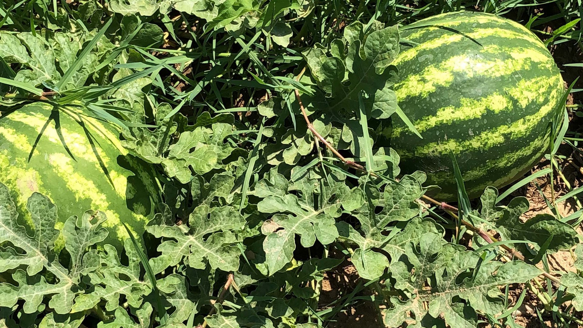 Hotel a 4 stelle nel Cilento, terra di antichi sapori Hotel a 4 stelle nel Cilento, terra di antichi sapori