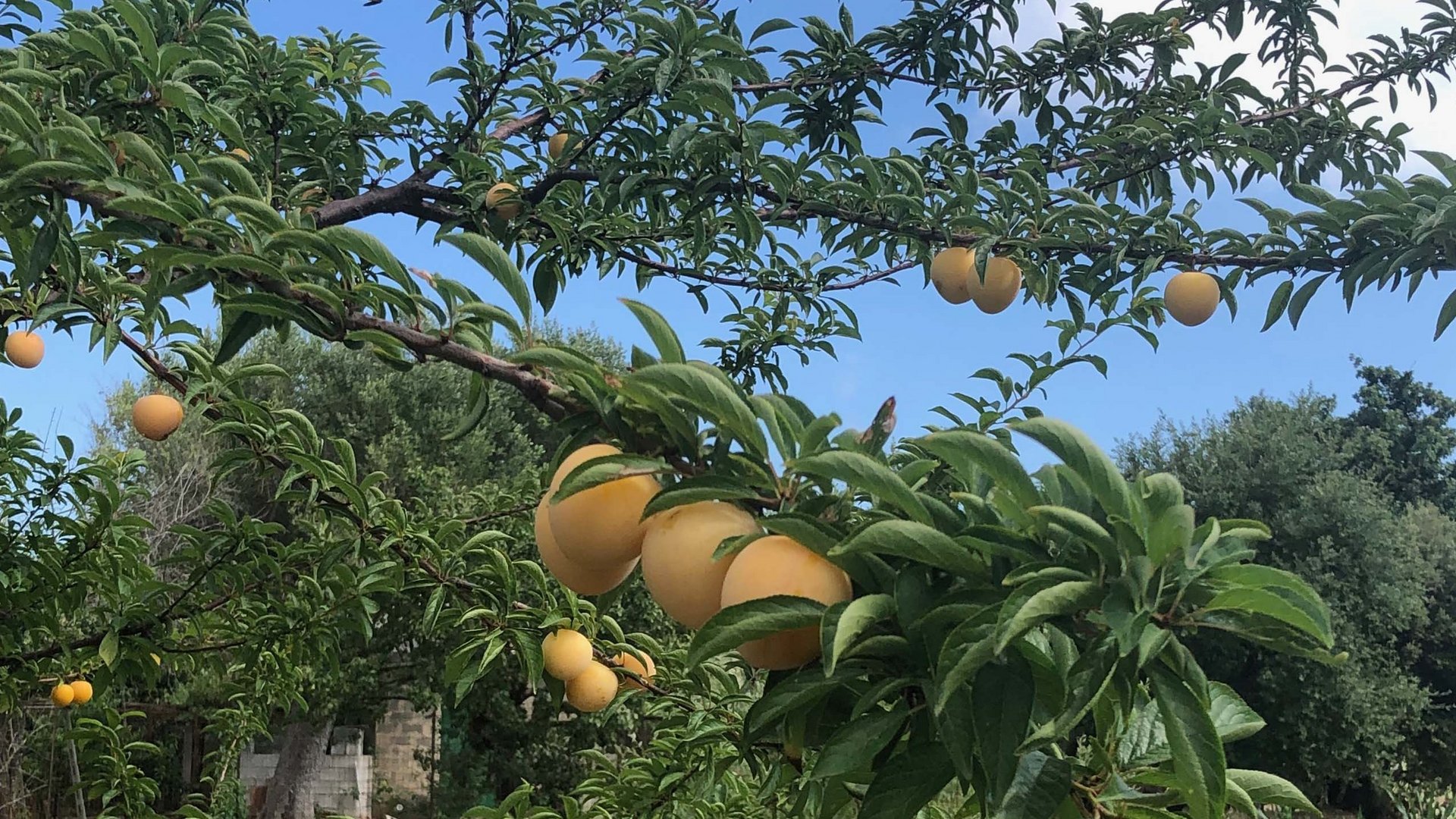 Hotel a 4 stelle nel Cilento, terra di antichi sapori